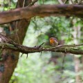 Robin bij Puzzlewood