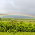 Lage regenboog