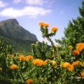 Kirstenbosch botanische tuin