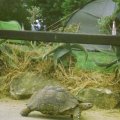 Schildpad op de camping