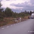 Rendier op de weg