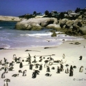 Pinguïns op het schiereiland