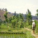 Wandeling in de rijstvelde
