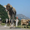 De weg achter Monte Baldo