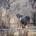 Bij Halali waterhole