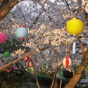 Cherry blossoms met lantaarns