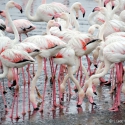 Flamingo's bij Walvisbay