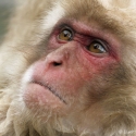 Nieuwsgierige makaak