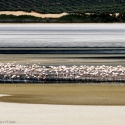 Flamingo's bij Fuente de Piedra