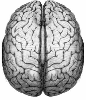 Picture of the brain