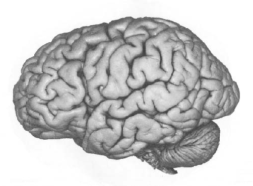 picture of the left hemisphere