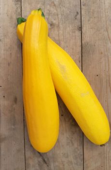 Courgette geel
