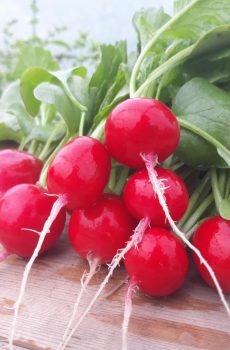 Radijsjes rood