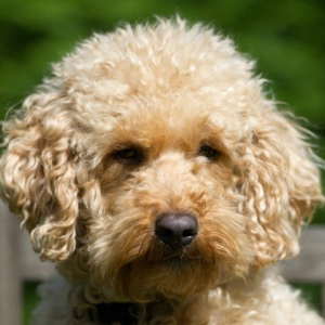 Sofie-Orange-Aussie-Dogs-Australian-Labradoodle Sofie Orange Aussie Dogs Australian Labradoodle