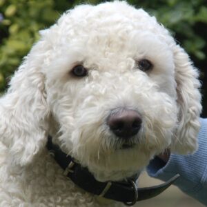 Ozzie-Orange-Aussie-Dogs-Australian-Labradoodle Ozzie Orange Aussie Dogs Australian Labradoodle
