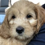 Pip