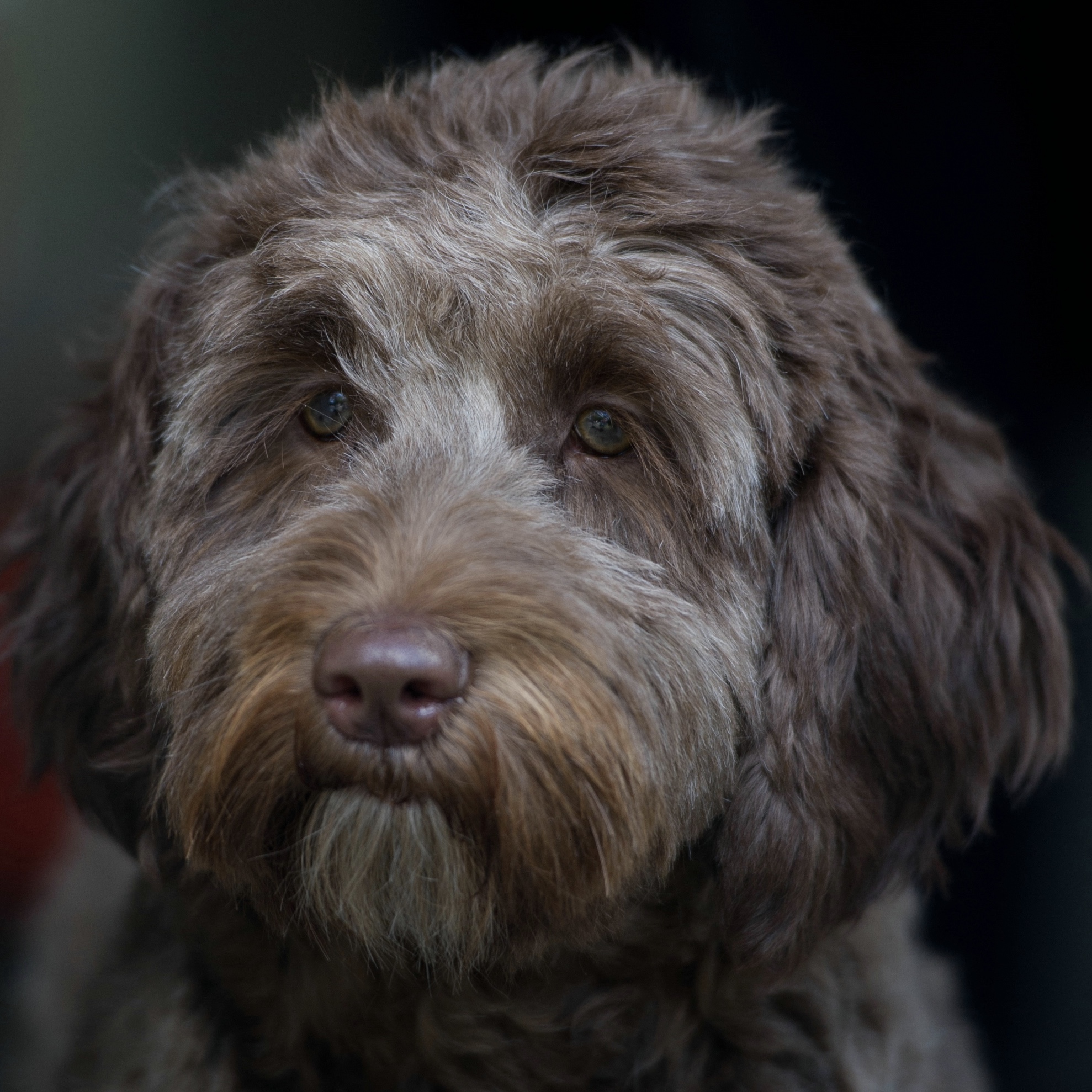 Hannah-Orange-Aussie-Dogs-Australian-Labradoodle Hannah Orange Aussie Dogs Australian-Labradoodle