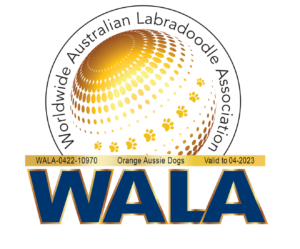 WALA australian labradoodle orange aussie dogs