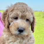 Teddy