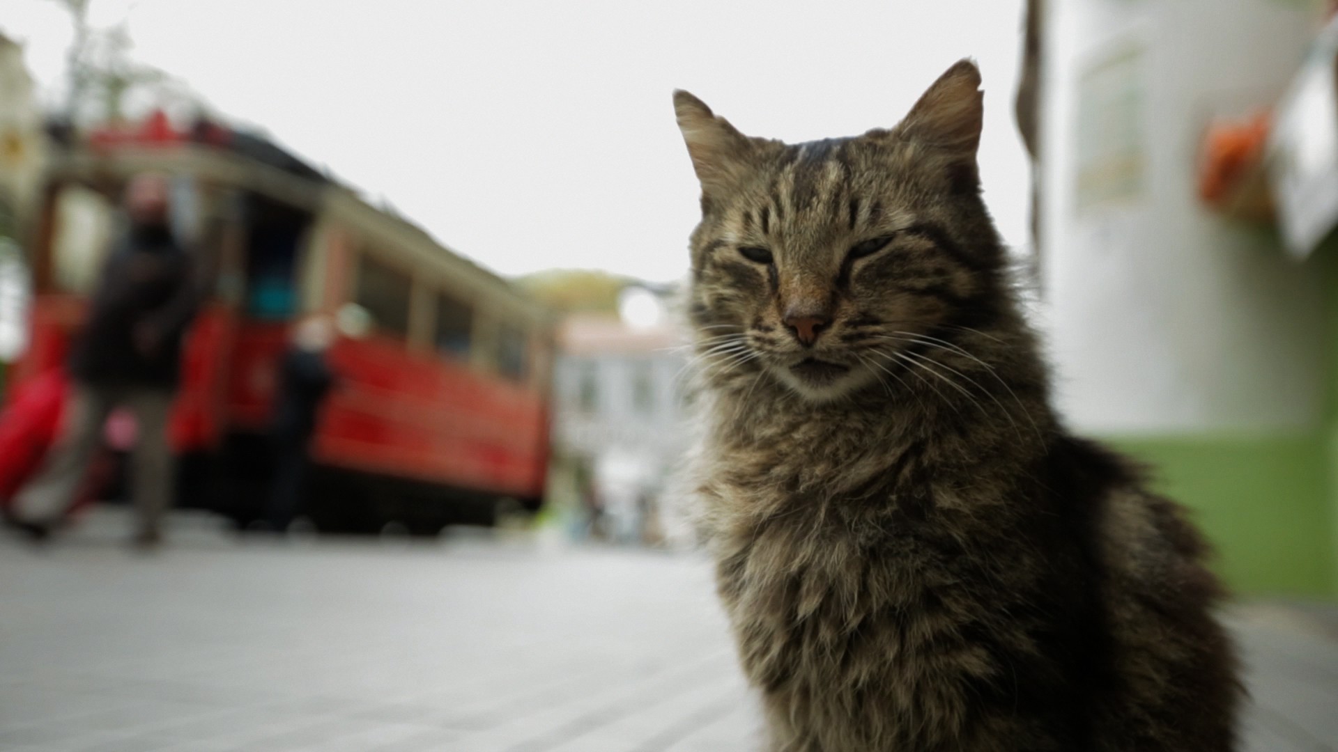 KEDI:Kattedokumentar redder sig i land på et hængende knurhår