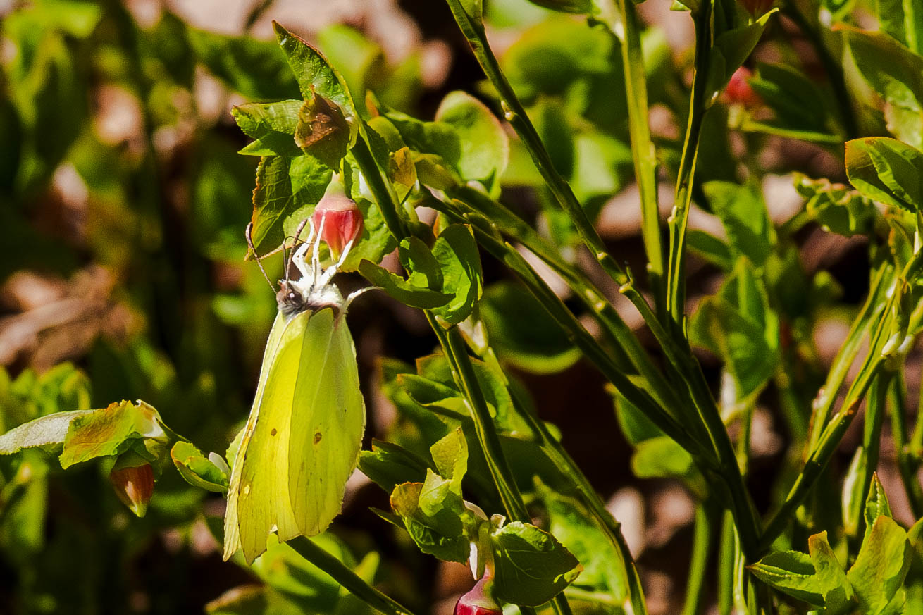 Sitronsommerfugl på blåbærblomsst Enda flere hjelpere. Og sånn kunne vi fortsatt. Når vi senere på åretn nyter smaken av friske bær, kan vi tenke på, at det er godt noen tar jobben med å sørge for at blomster blir til bær