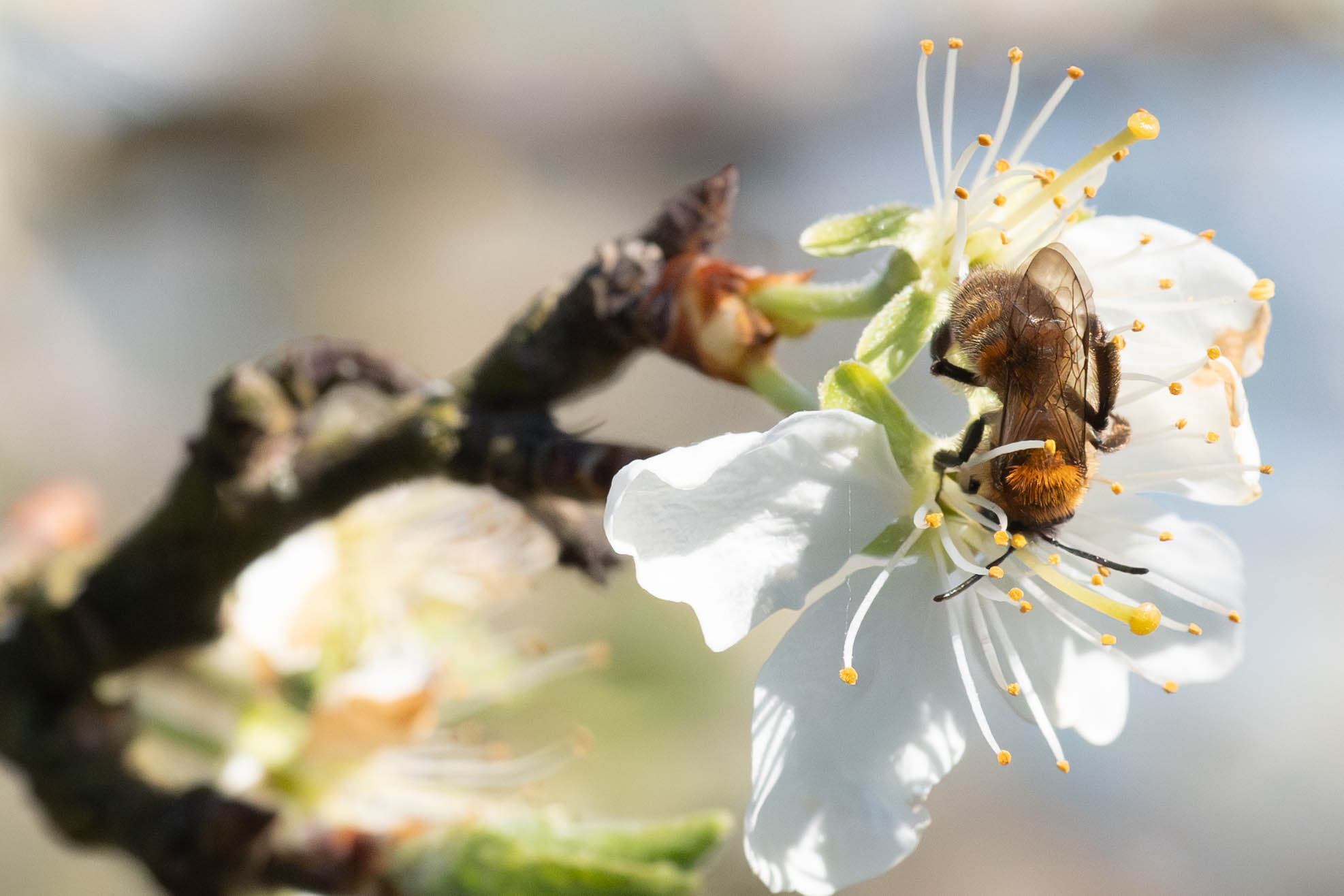 Havrejordbi i frugtblomst Havrejordbi i frugtblomst