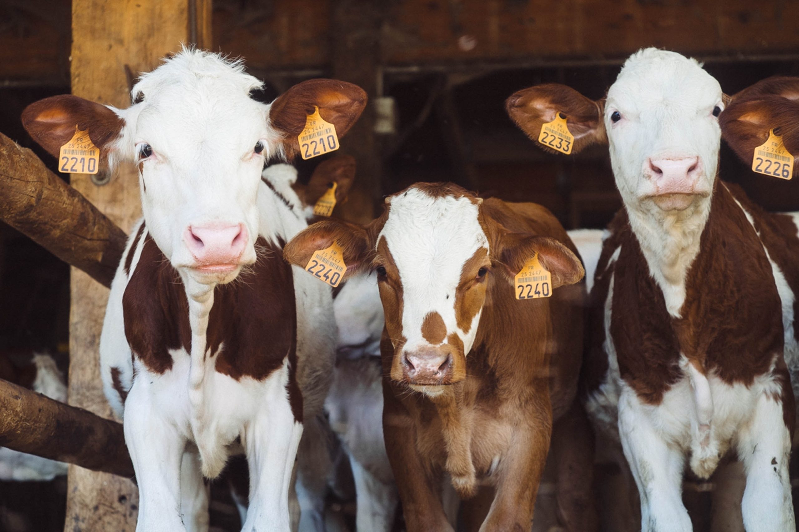 cows looking into camera