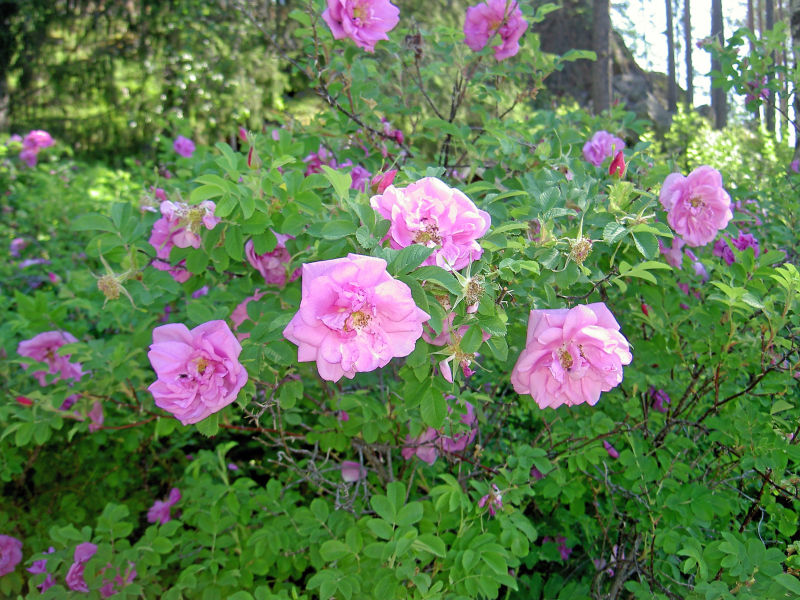 Blomsterprakt i Örträsk