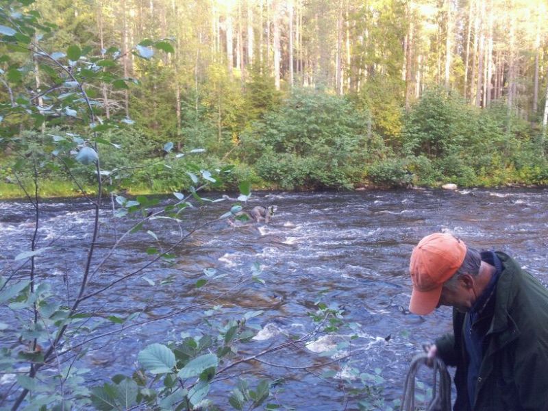 Bilder från älgskogen