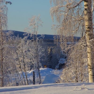 2019-01-20 Vinterbild från Örträsk med ett rådjur nedanför Gokaliberget. Foto: Åke Runnman