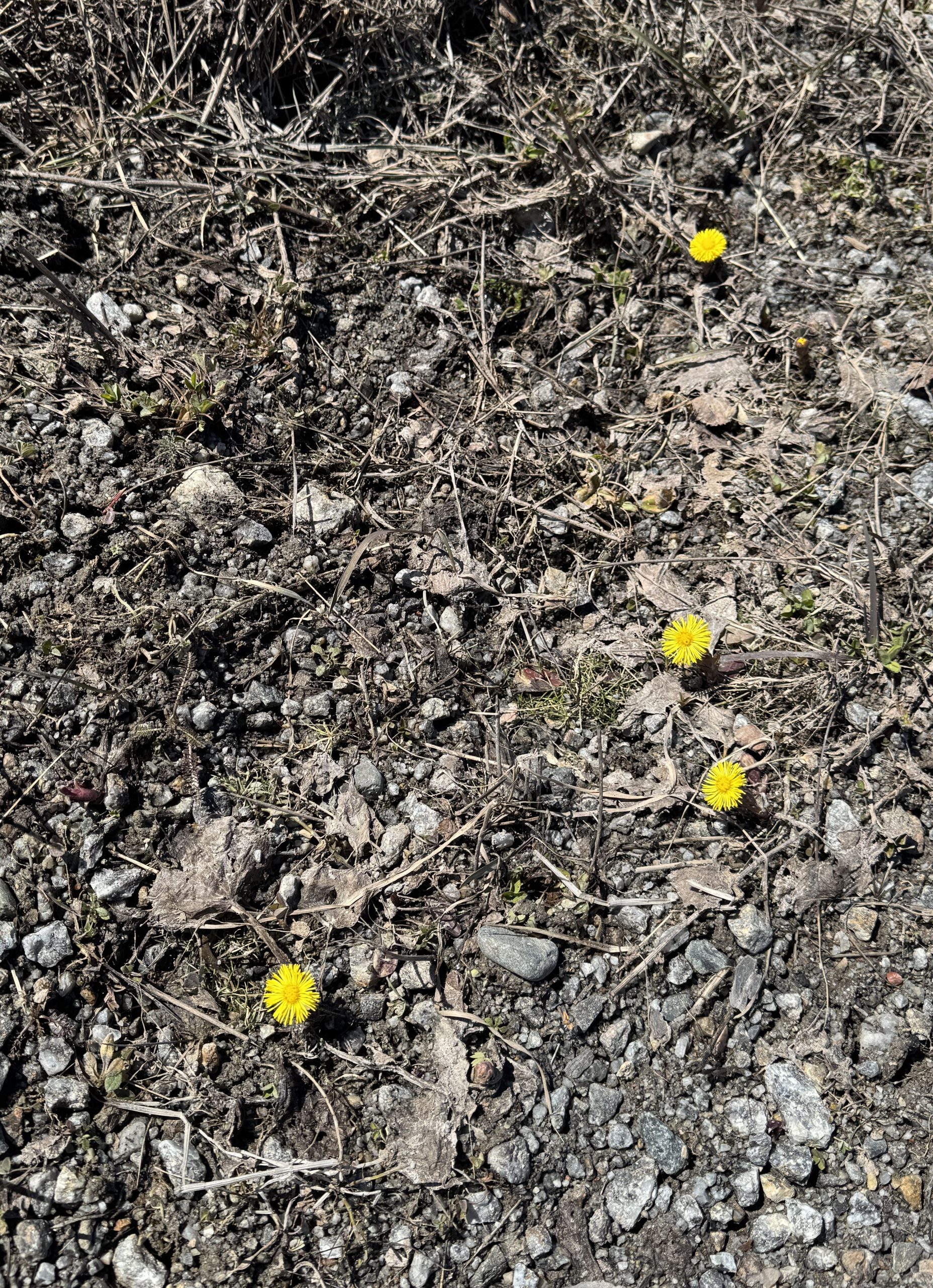 Våren är på väg, tussilago vid Rankbågatjärn