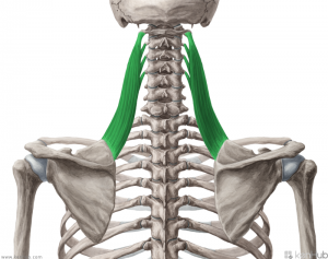 levator scapulae exercises