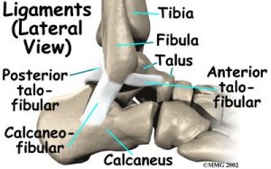 Lateral Ankle Sprain – Osteopath's can help - The Osteopath