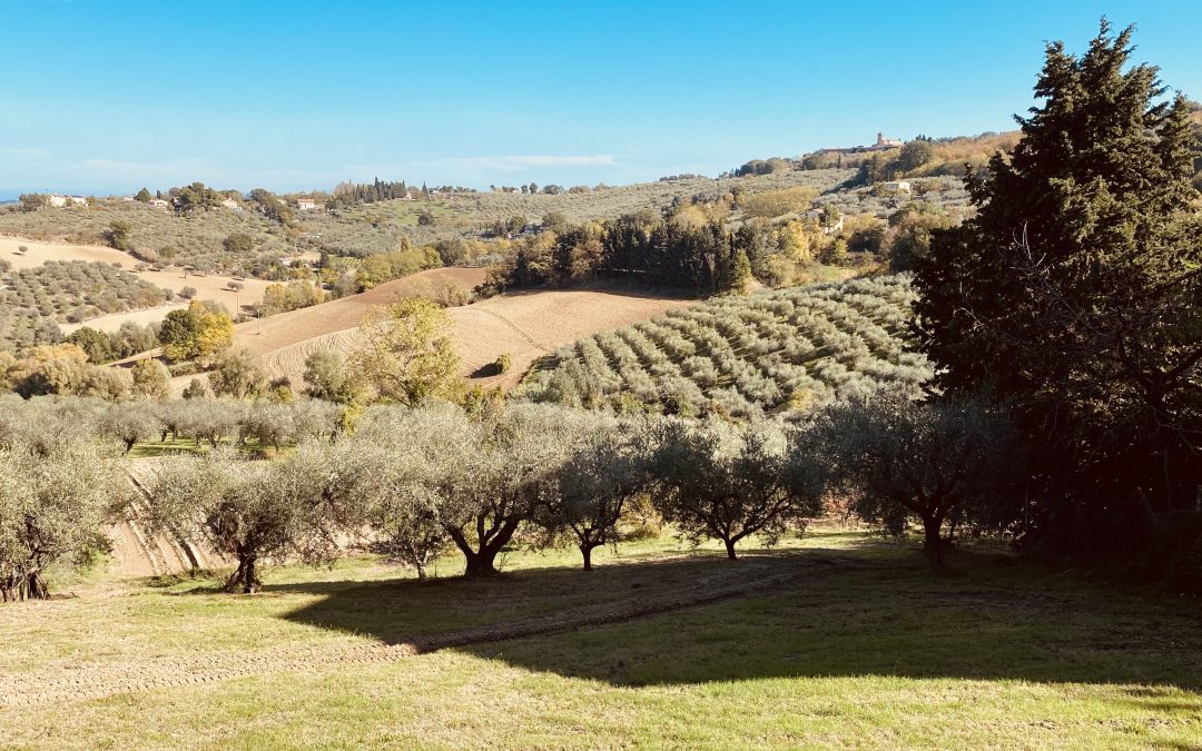 Olijfolie degustatie in Cartoceto