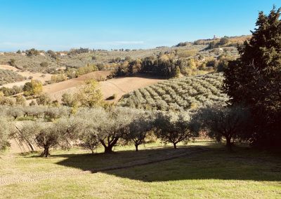 Olijfolie degustatie in Cartoceto