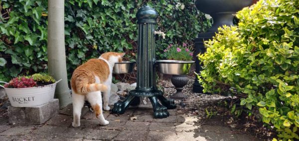 Waterzuil:waterkolom “Pet” met kraan en drinkbakken kat