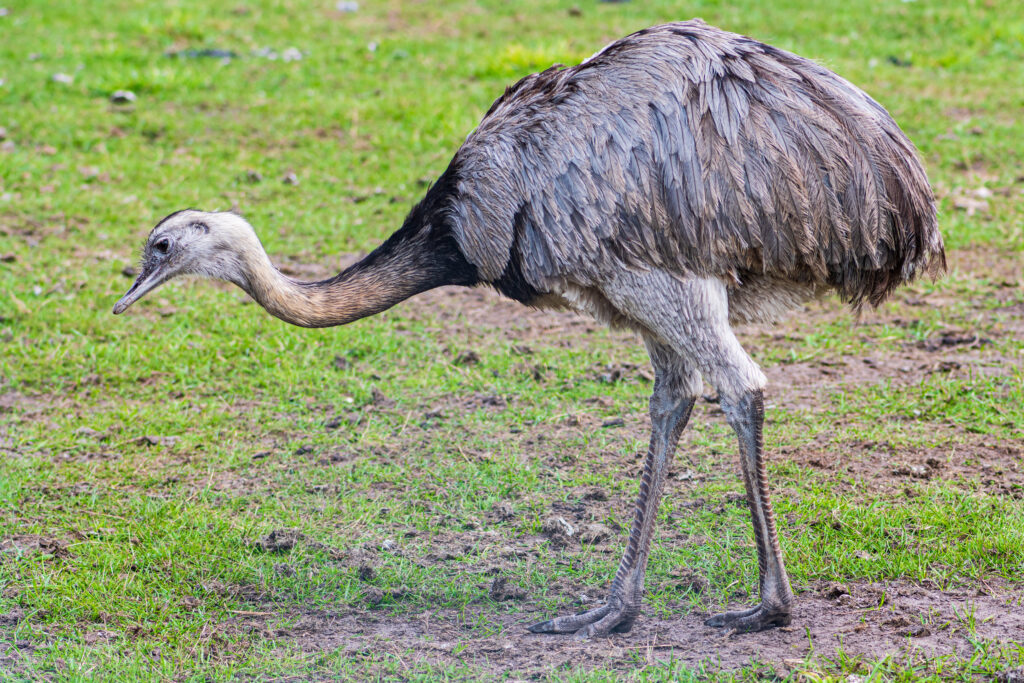 Nandu