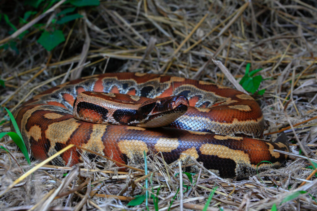 Blod python