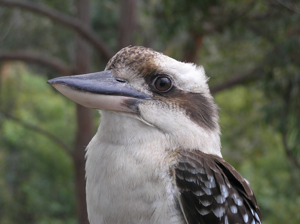 kookaburra Latterfugl