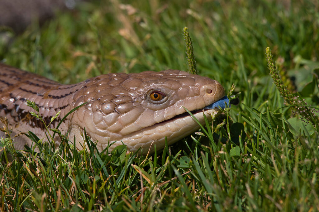 Blåtunget Skink