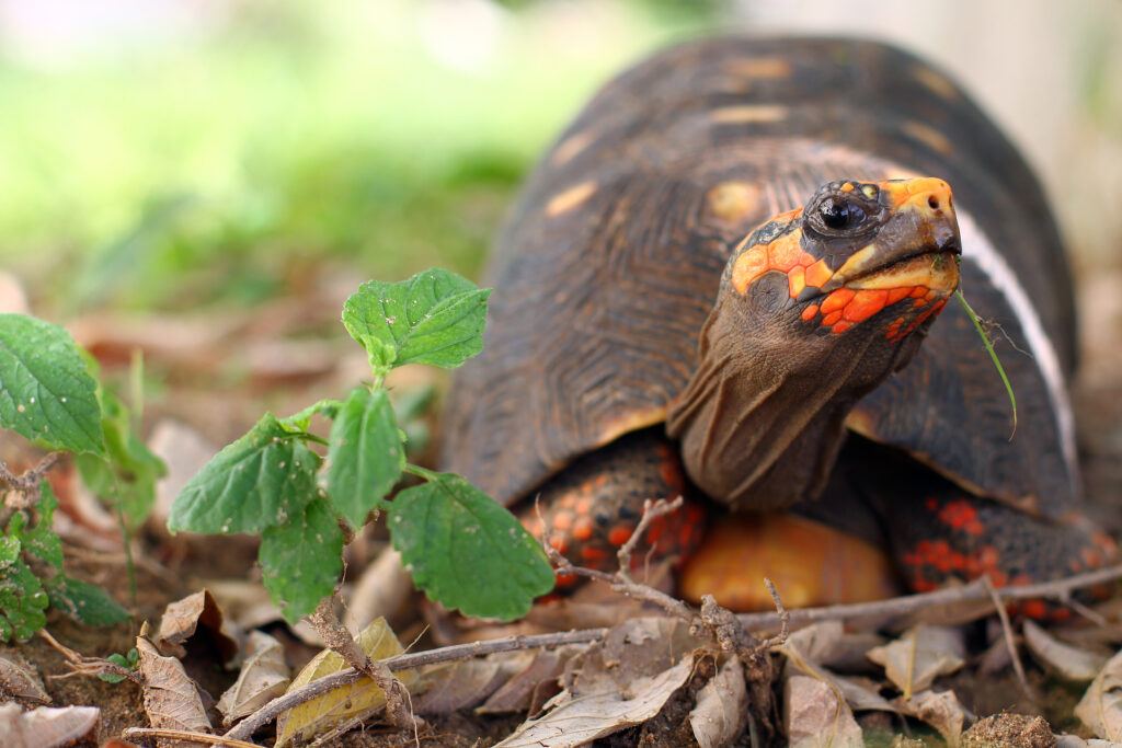 Rødfodet skovskildpadde