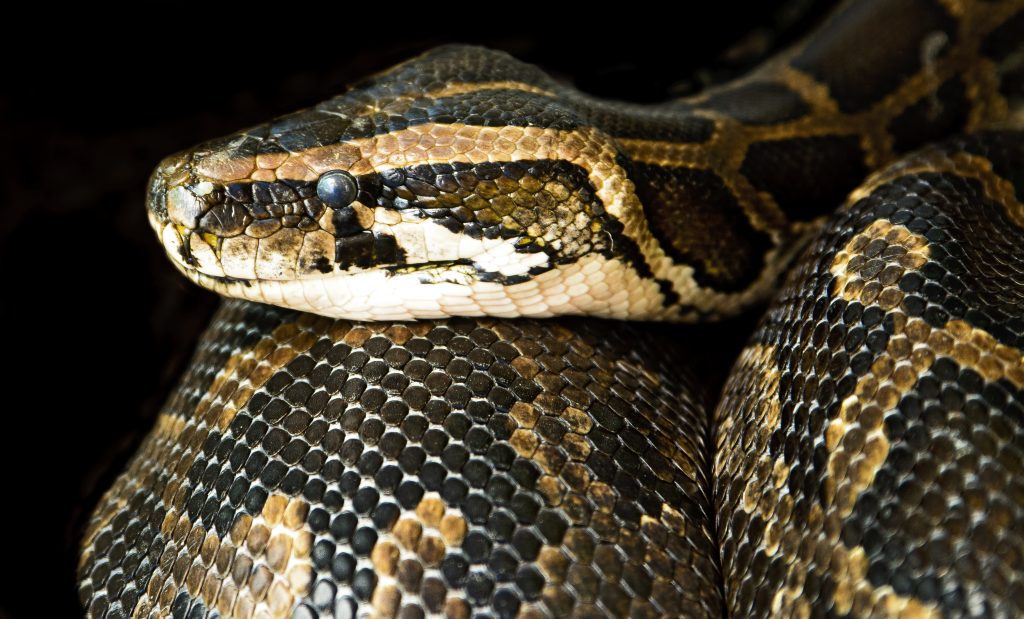 Konge Boa