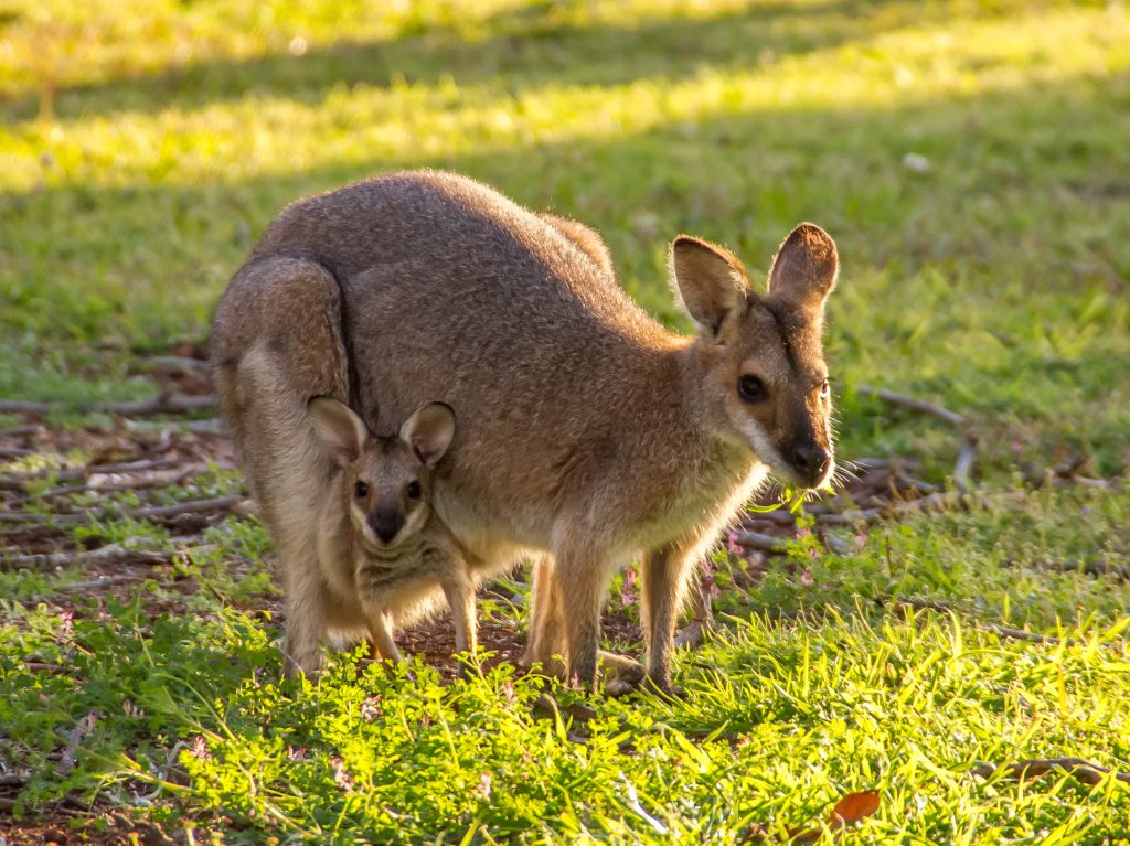 Wallaby