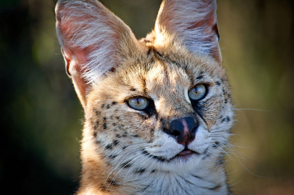 serval