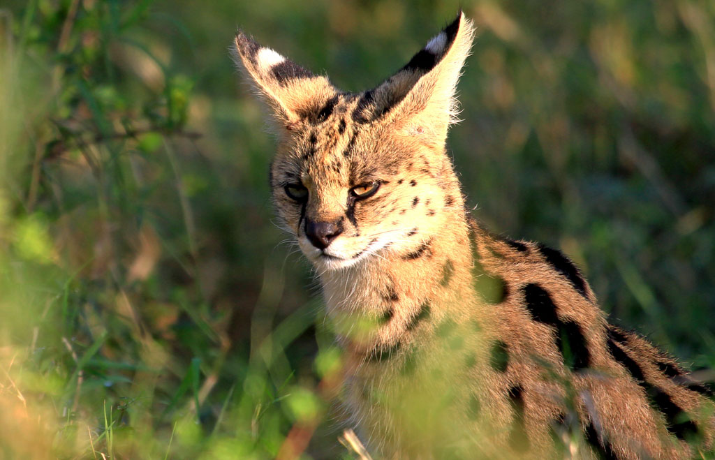 Pangea Park Falster