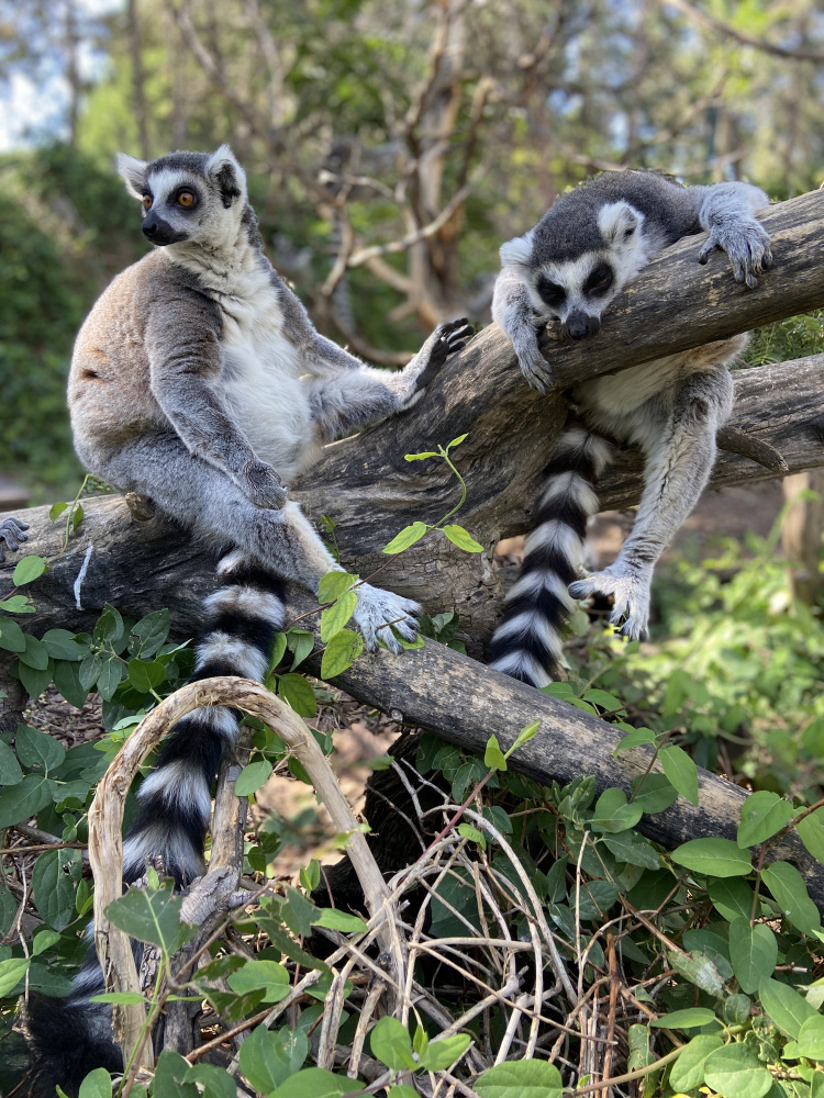 Lemur