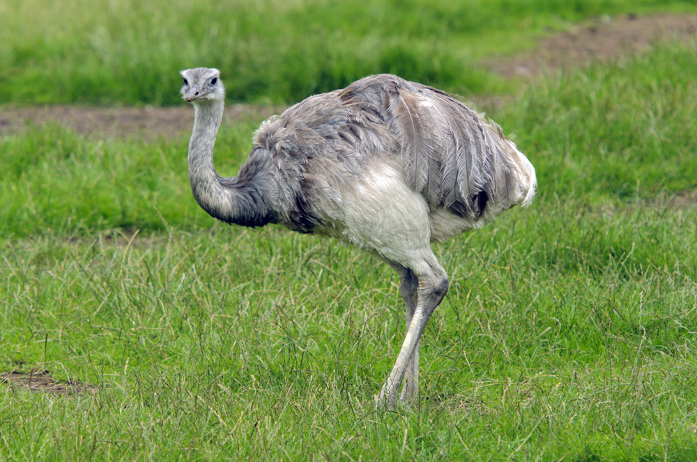 Nandu