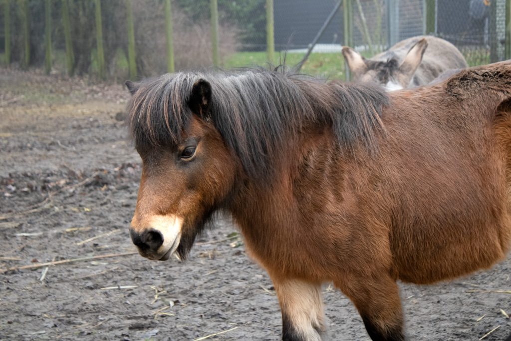 Shetlandspony