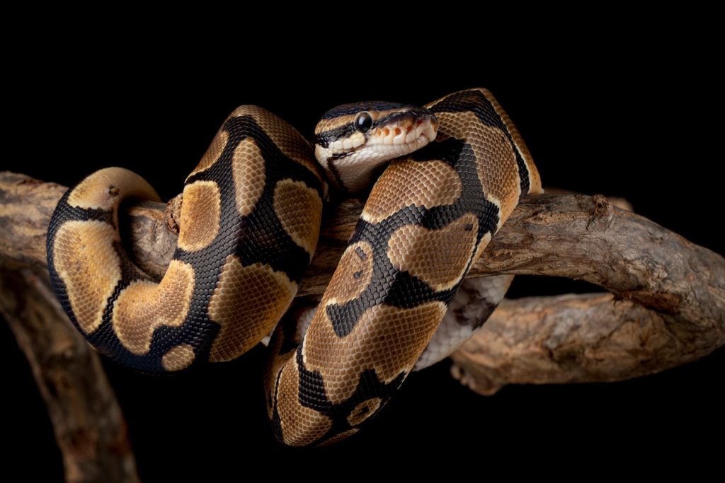 Kongepython