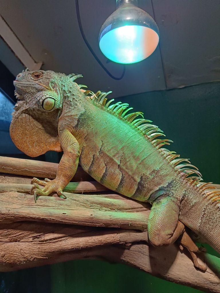 Grøn Leguan